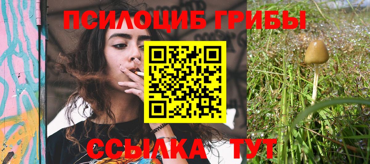 Галлюциногенные грибы Psilocybine cubensis Вичуга